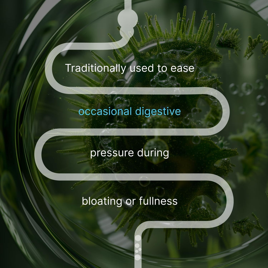 IBShield Tincture 100ml | 6+3=9 Herbs | Iberis Amara, Peppermint, Chamomile, Lemon Balm, Caraway, Licorice, Angelica, Celandine & Mary's Thistle | Original Herbal Formula Supports Digestive Wellness