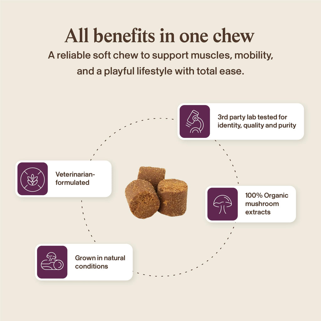 Real Mushroom Immune Pet Chews – For Daily Digestive & Immune Health – Mushrooms for Dogs & Cats Functional Treat – Mushroom Supplement for Dogs & Cats – 1 to 4 Chews For All Breeds & Sizes (60 Count)