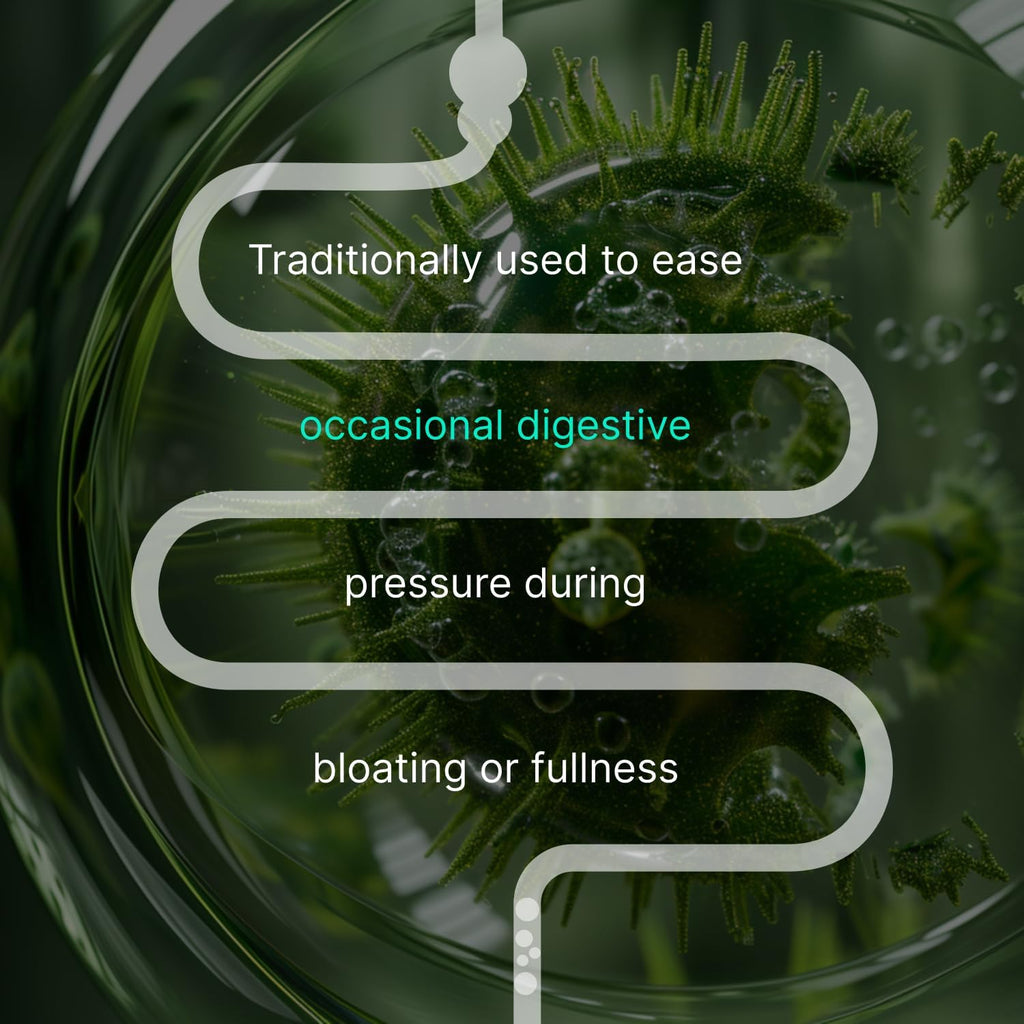 IBShield Tincture 100ml | 6+3=9 Herbs | Iberis Amara, Peppermint, Chamomile, Lemon Balm, Caraway, Licorice, Angelica, Celandine & Mary's Thistle | Original Herbal Formula Supports Digestive Wellness