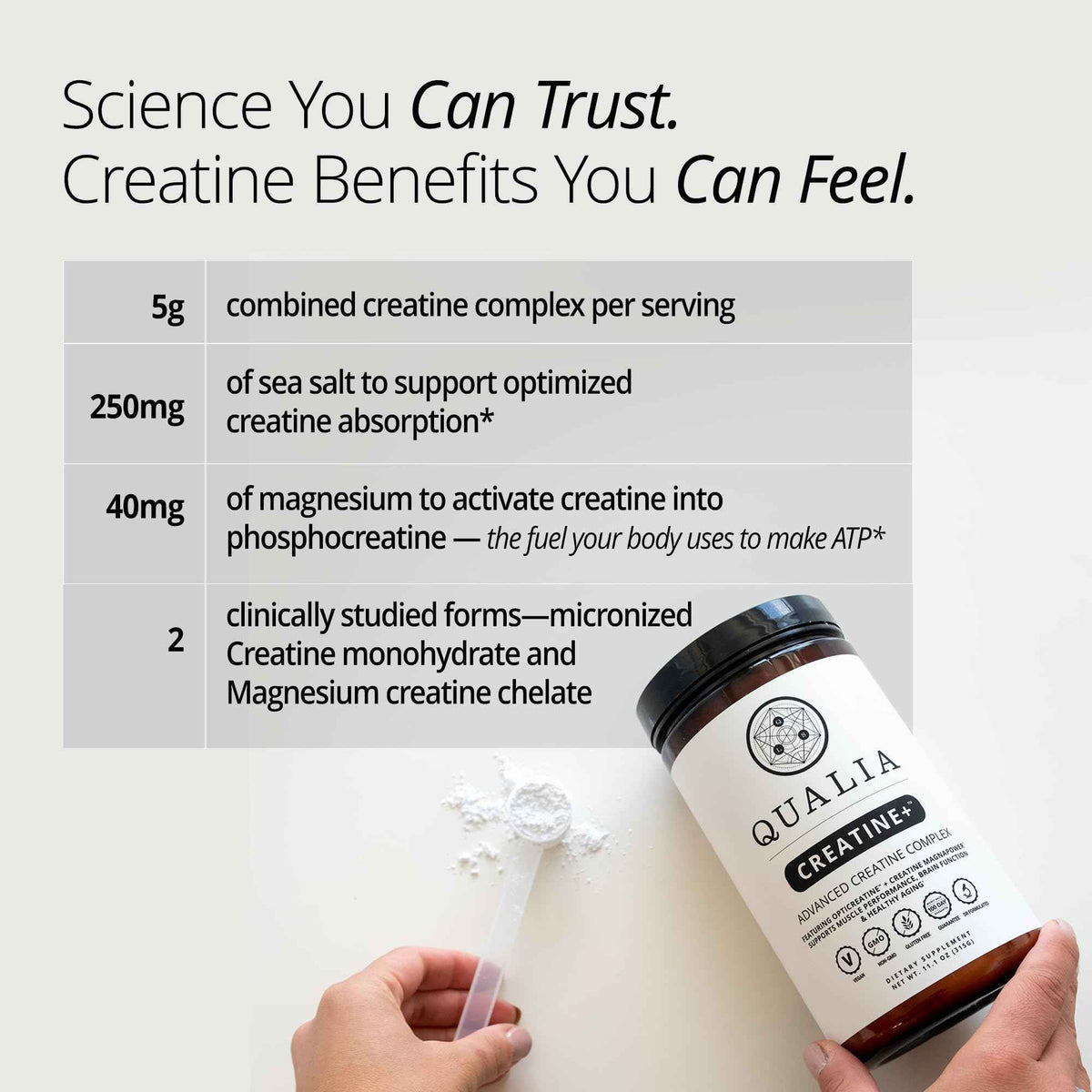 Qualia Creatine | Advanced Creatine Complex | 2 Sources + Magnesium | Optimized Absorption | Muscle Performance, Brain Function, & Healthy Aging (30 Servings)